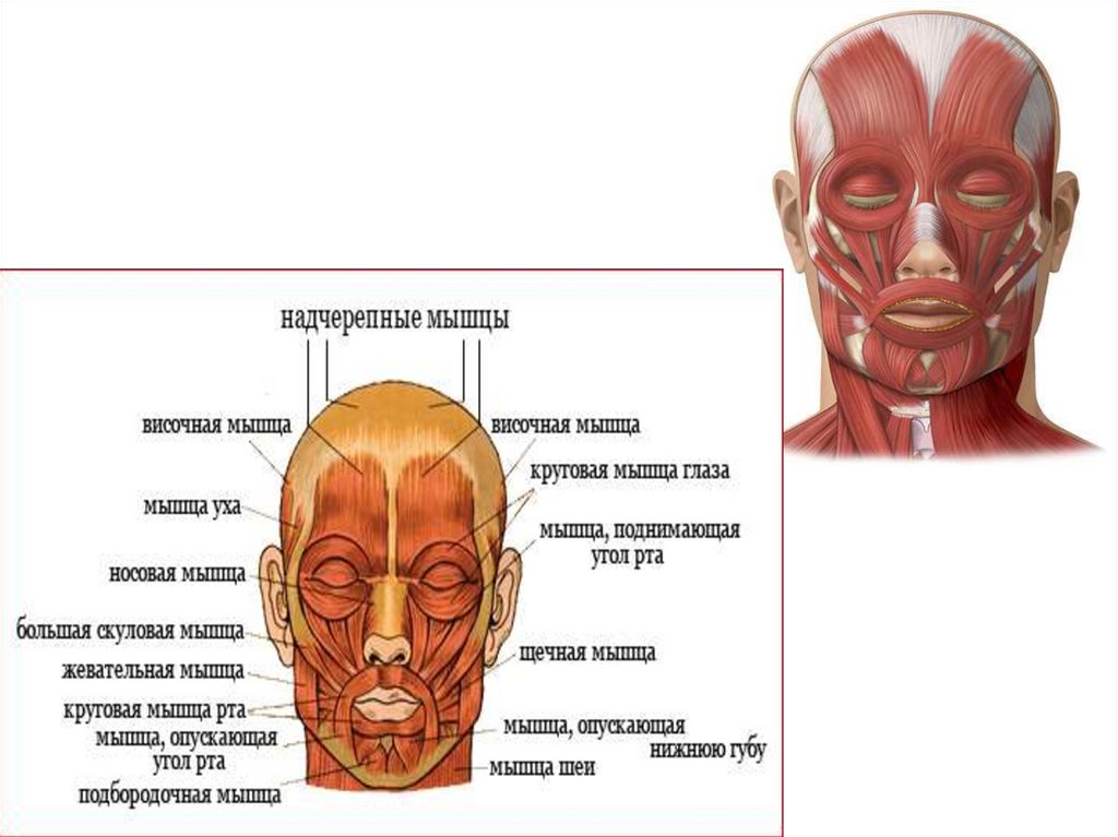 Особенности мимических мышц