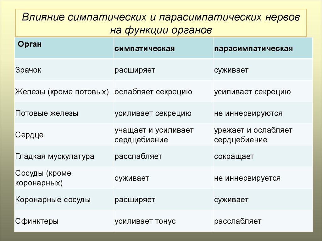 Какие функции регулирует симпатический