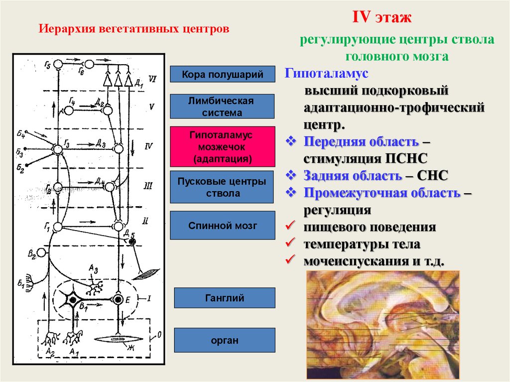 Подкорковые вегетативные центры. Метасимпатическая нервная система. Иерархия вегетативной нервной системы. ПСНС физиология. Схема регуляции пищевого поведения.