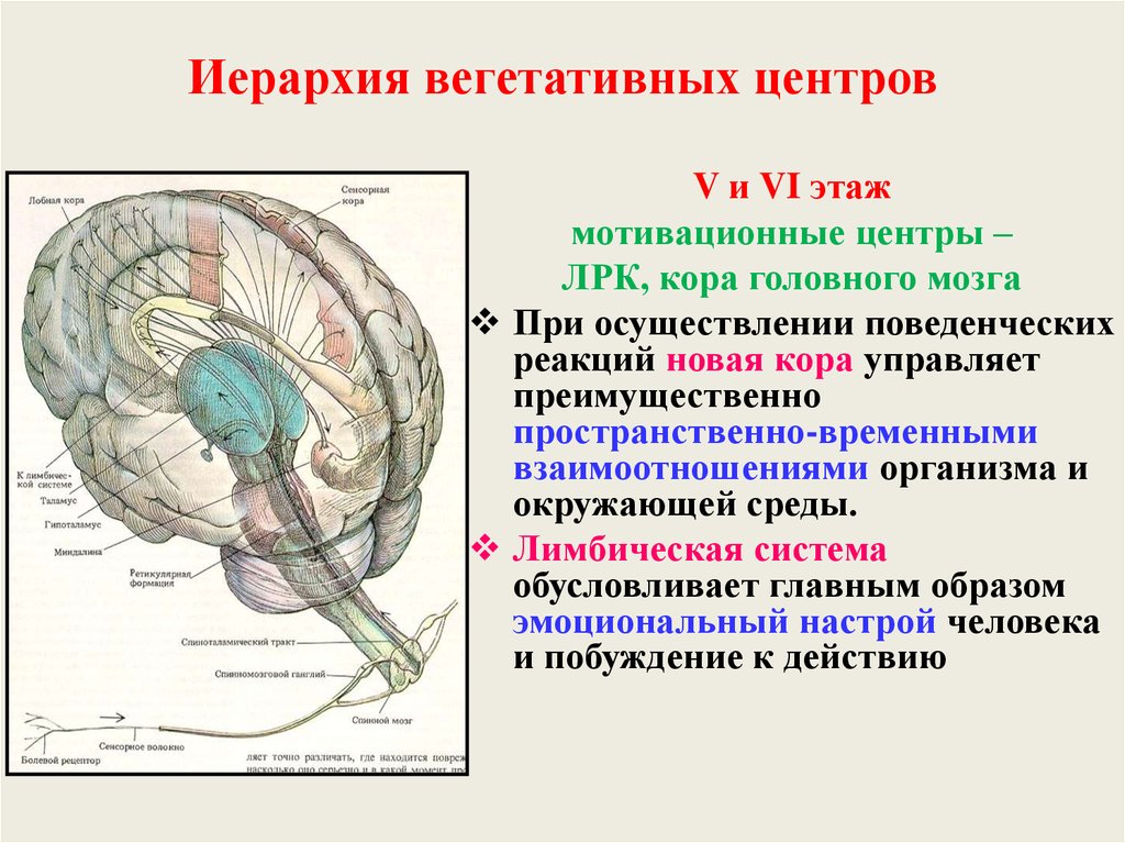 Высший вегетативный центр находится в. Лимбическая система вегетативные функции. Лимбическая система и вегетативная нервная система. Вегетативные центры головного мозга. Лимбическая система и ВНС.