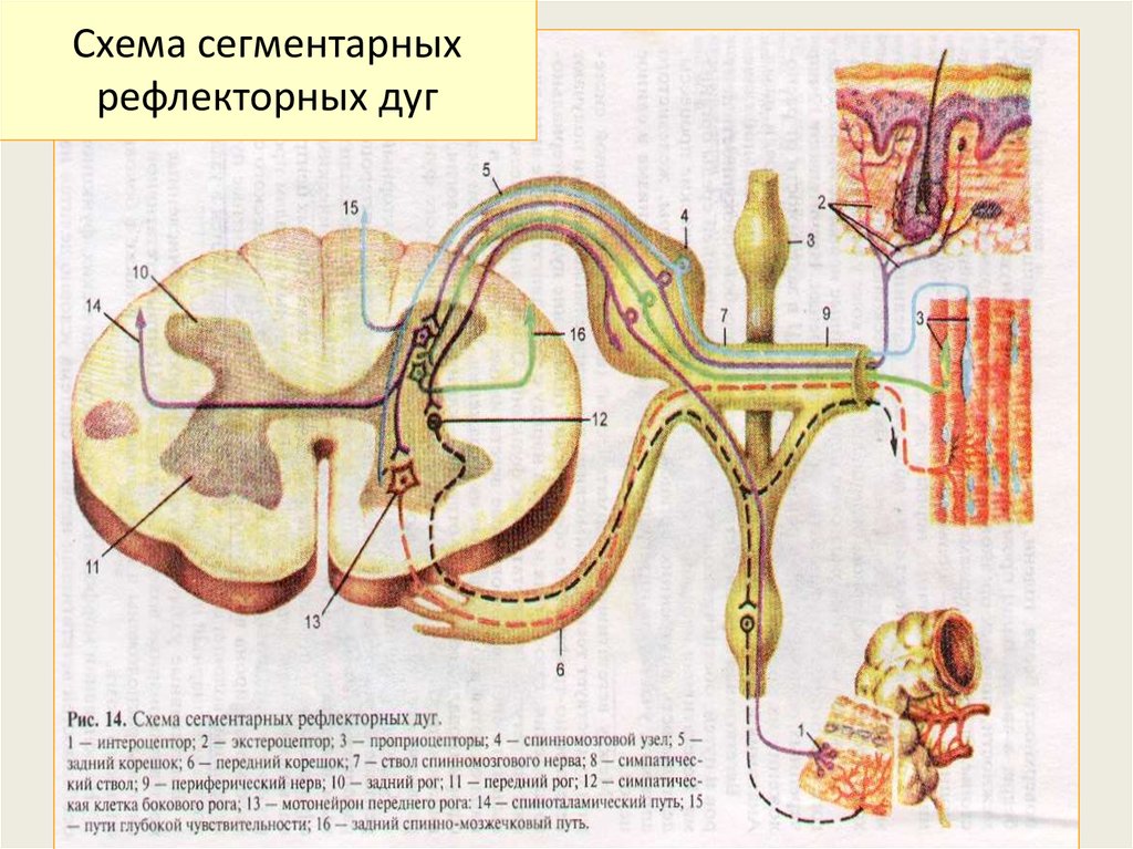 Рефлекторная дуга схема гистология