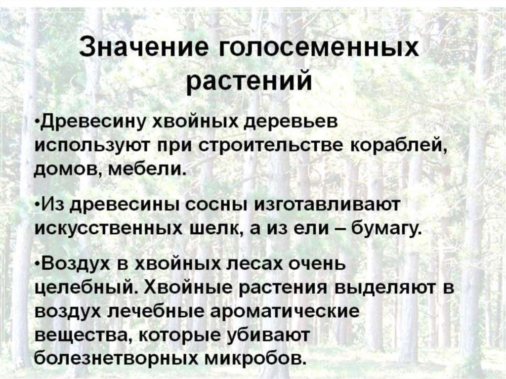 Каково значение хвойных