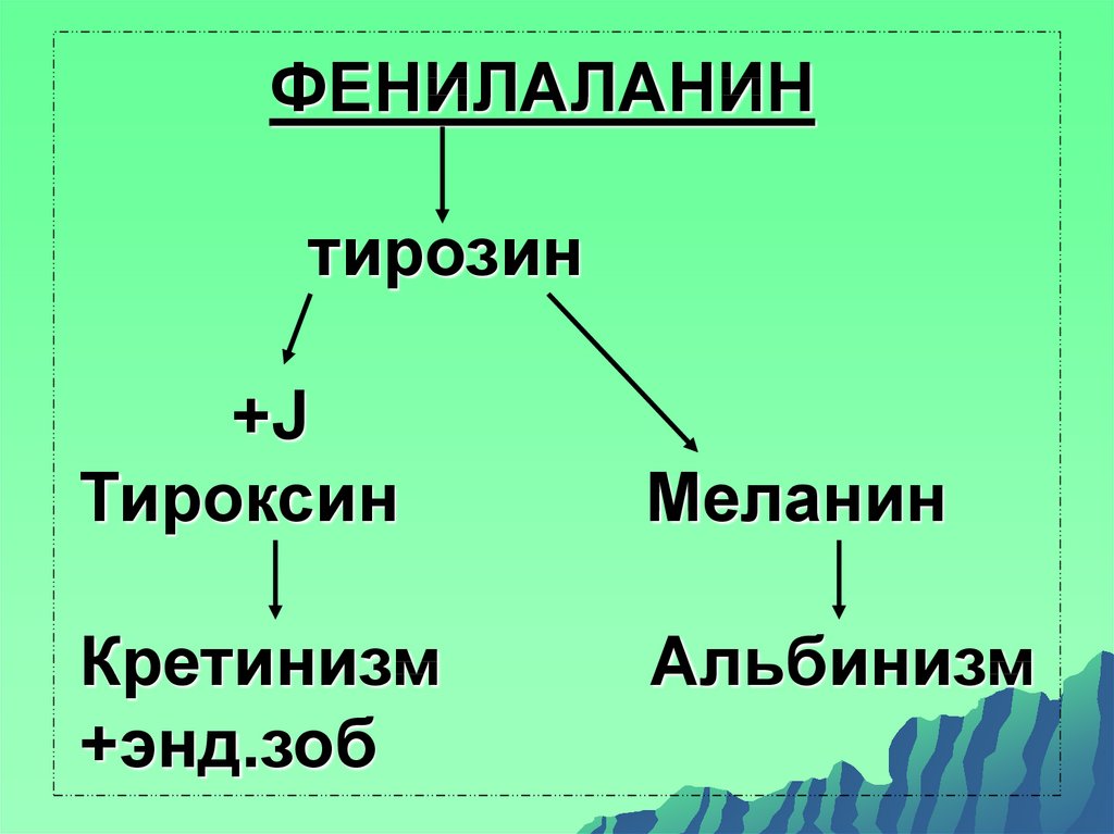 Фенилаланин вред. Фенилаланин тироксин. Фенилаланин альбинизм. Кретинизм тирозин тироксин. Тироксин в меланин.