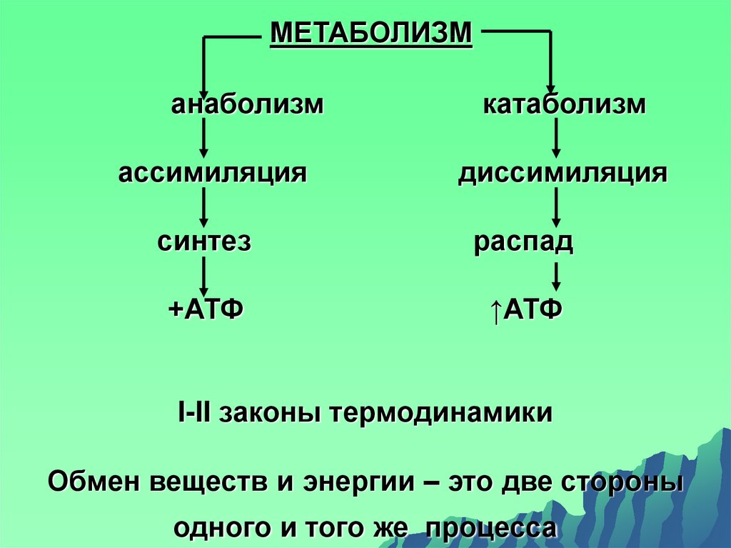 Энергетический обмен синтез