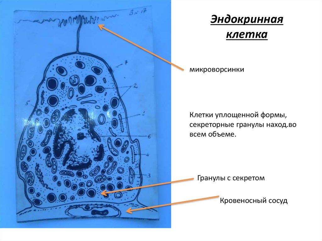 Клетки на второе. Эндокриноциты кишечника строение. Эндокринные клетки. Строение эндокринных клеток. Эндокринные железистые клетки.