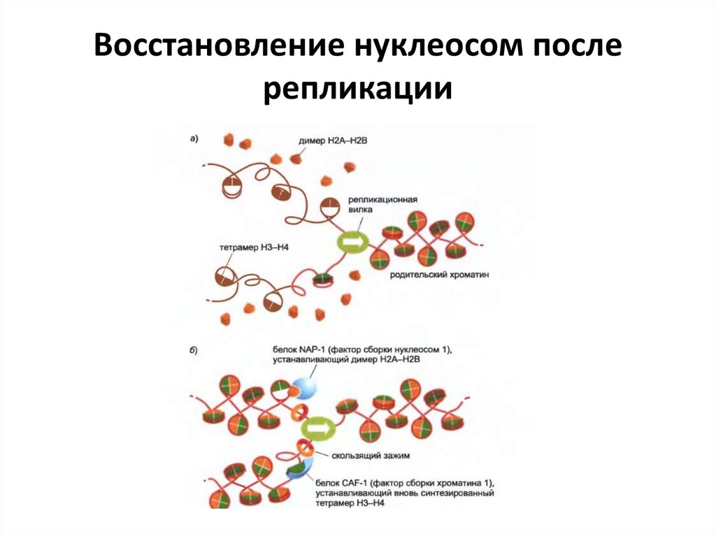 Генетически активный хроматин