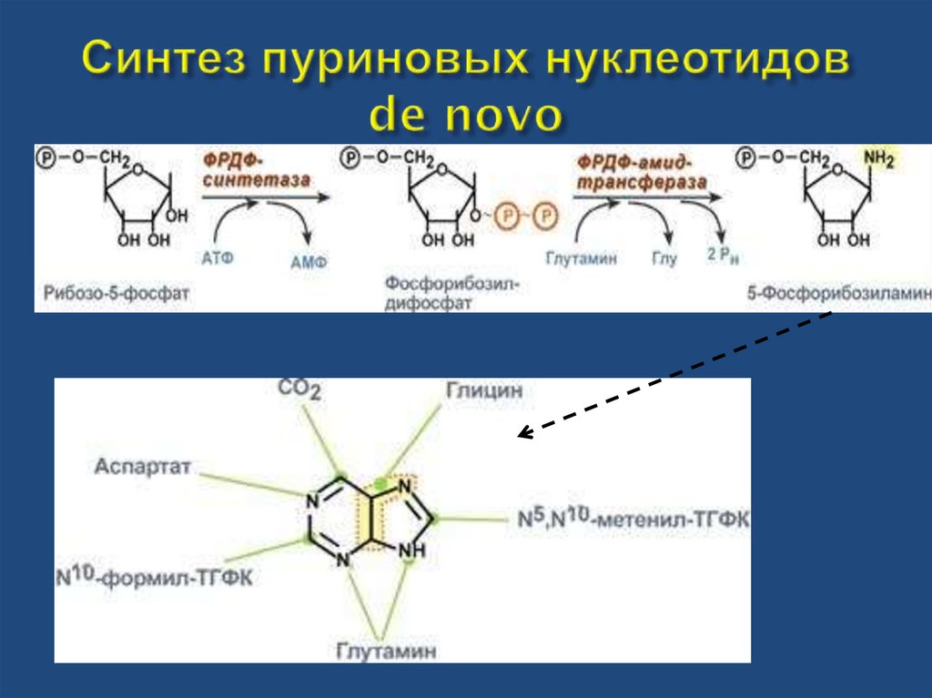 Синтезируется цепь содержащая рибозу. Синтез пуриновых нуклеотидов de novo. Схема пути синтеза пуриновых и пиримидиновых нуклеотидов. Основной путь синтеза пуриновых нуклеотидов. Схема путей синтеза пуриновых нуклеотидов биохимия.