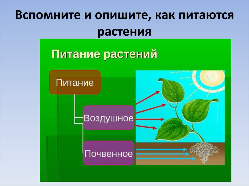 Тест почвенное питание. Питание растений. Как питаются растения. Воздушное питание растений. Почвенное питание растений.