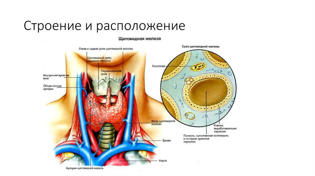 Схема строения щитовидной железы