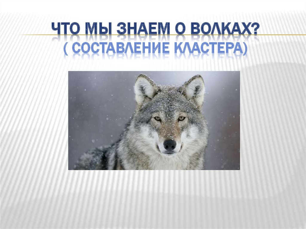 Составить слово волка. Кластер волк. Кластер со словом волк. Схема слова волк. Составить кластер серый волк.