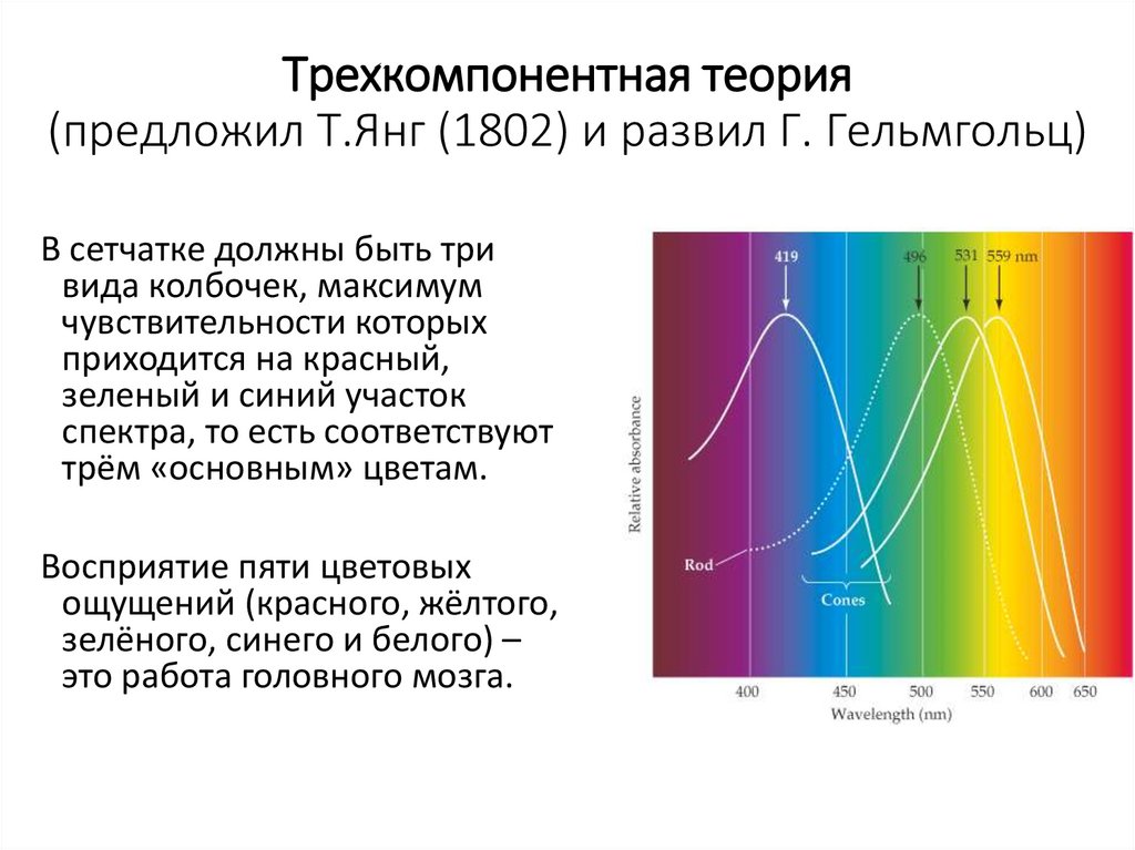Трехкомпонентная теория (предложил Т.Янг (1802) и развил Г. Гельмгольц)