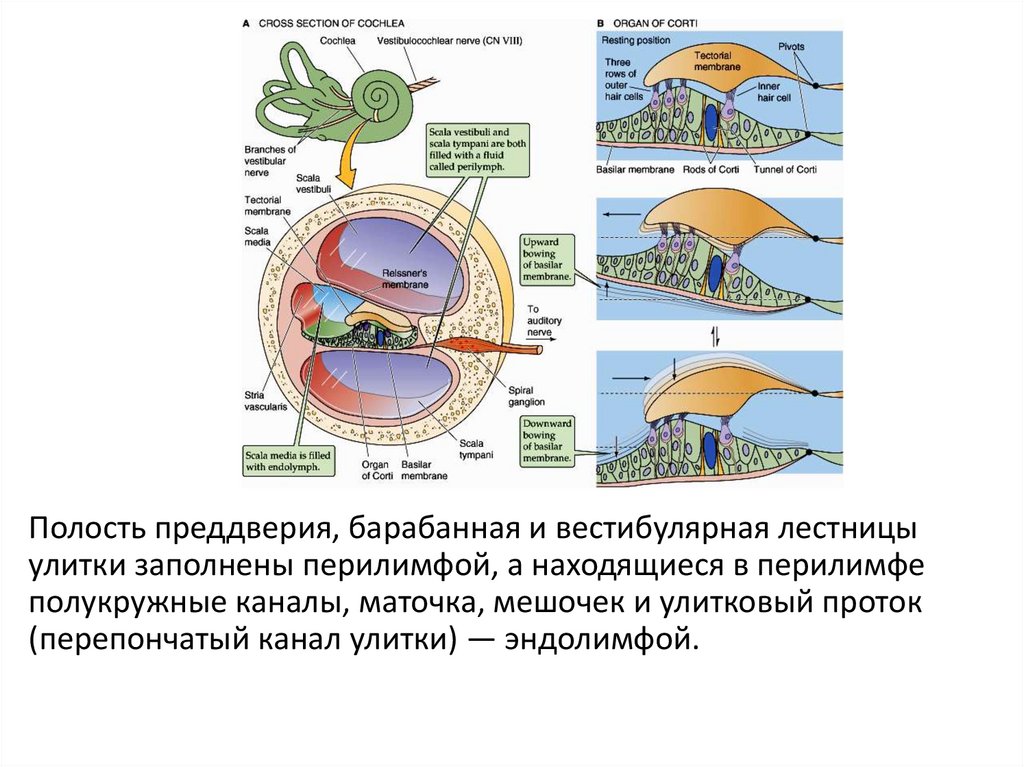 Кроссворд зрительный анализатор