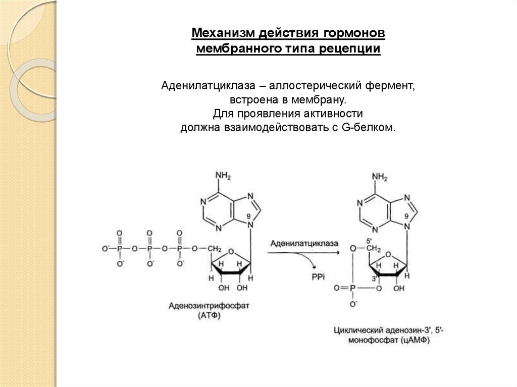 Механизм гормонов. Рецепция гормонов биохимия. Мембранная рецепция гормонов схема. Механизм мембранной рецепции гормонов. Механизм действия мембранной рецепции.