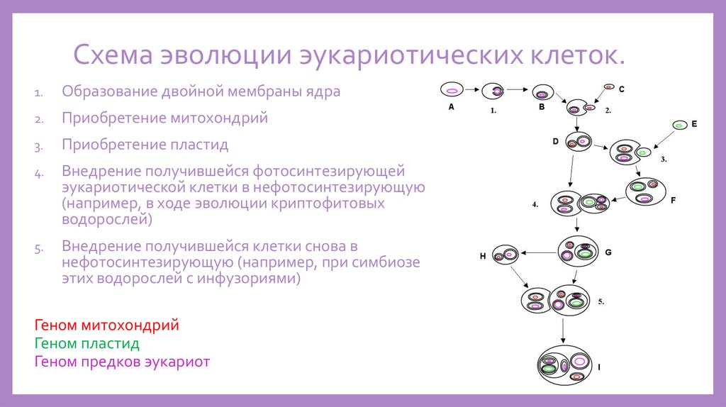 Составьте план сообщения о гипотезах происхождения эукариот