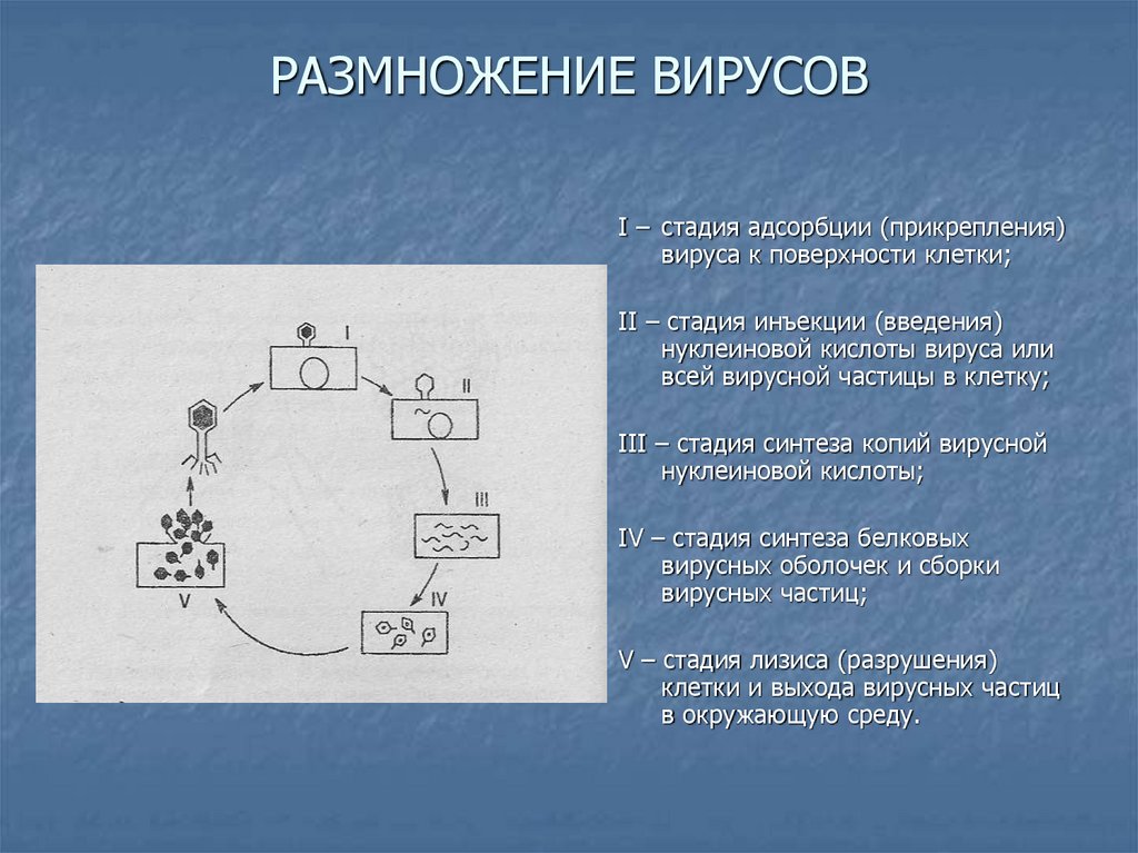 Размножение вирусных частиц. Этапы размножения вирусов адсорбция. Первая стадия адсорбция вируса. У вирусов 3 этапа действия. Адсорбция вируса это удвоение вирусной нуклеиновой кислоты.