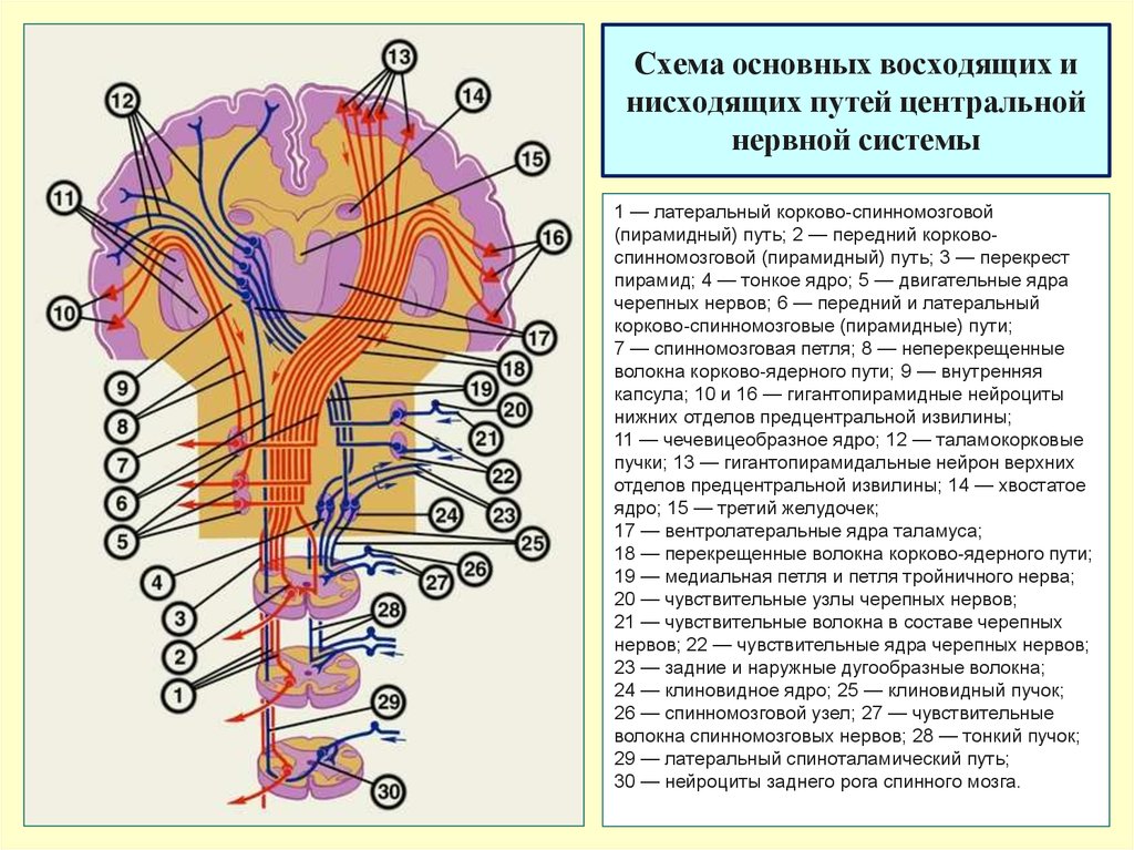 Двигательный центр спинного мозга. Схема проводящих путей спинного. Пирамидный путь нервная система. Проводящие пути анатомия классификация. Проводящие пути центральной нервной системы таблица.