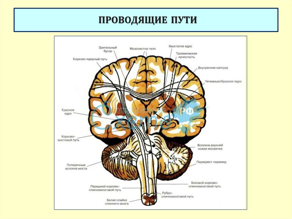 Проведенные на головном мозге. Проводящие пути головного мозга анатомия. Проводящие пути спинного мозга и ствола.. Схема проводящих путей головного мозга. Проводящие пути стволаанатомя.