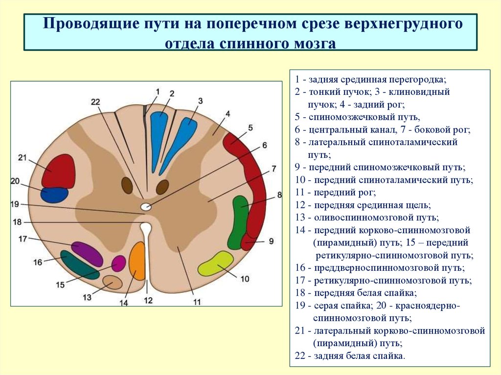 Проводящие пути презентация