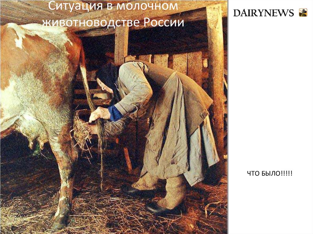 Ситуация в молочном животноводстве России