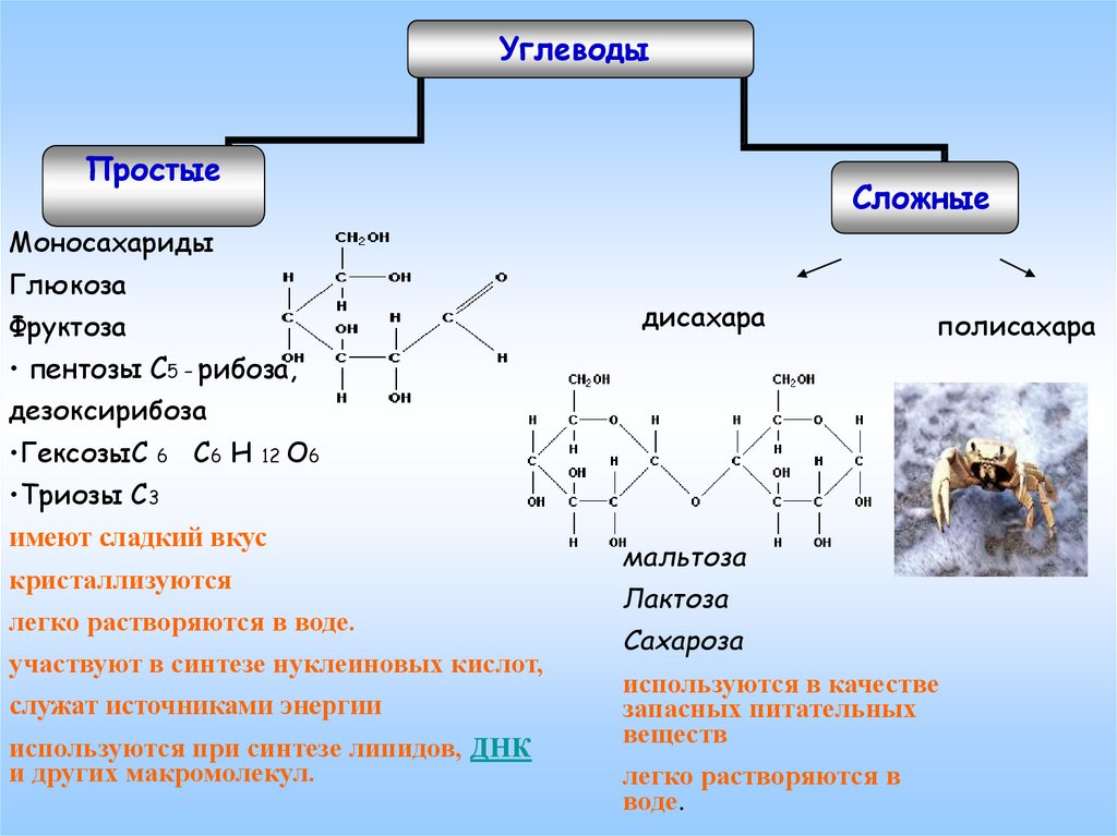 Углеводы в клетках животных и растений