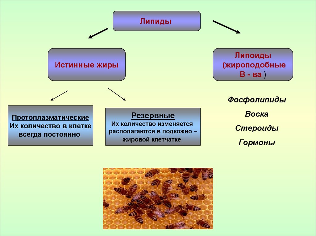Образование спор партеногенез. Липиды моносахариды таблица. Моносахариды липиды признаки. Партеногенез у пчел схема. Углеводы микроскоп.