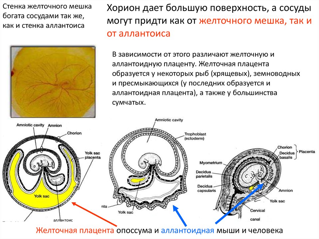 Стенка хориона. Желточная плацента. Желточный мешок желточный мешок. Желточный мешок и плацента. Желточный мешок и хорион.