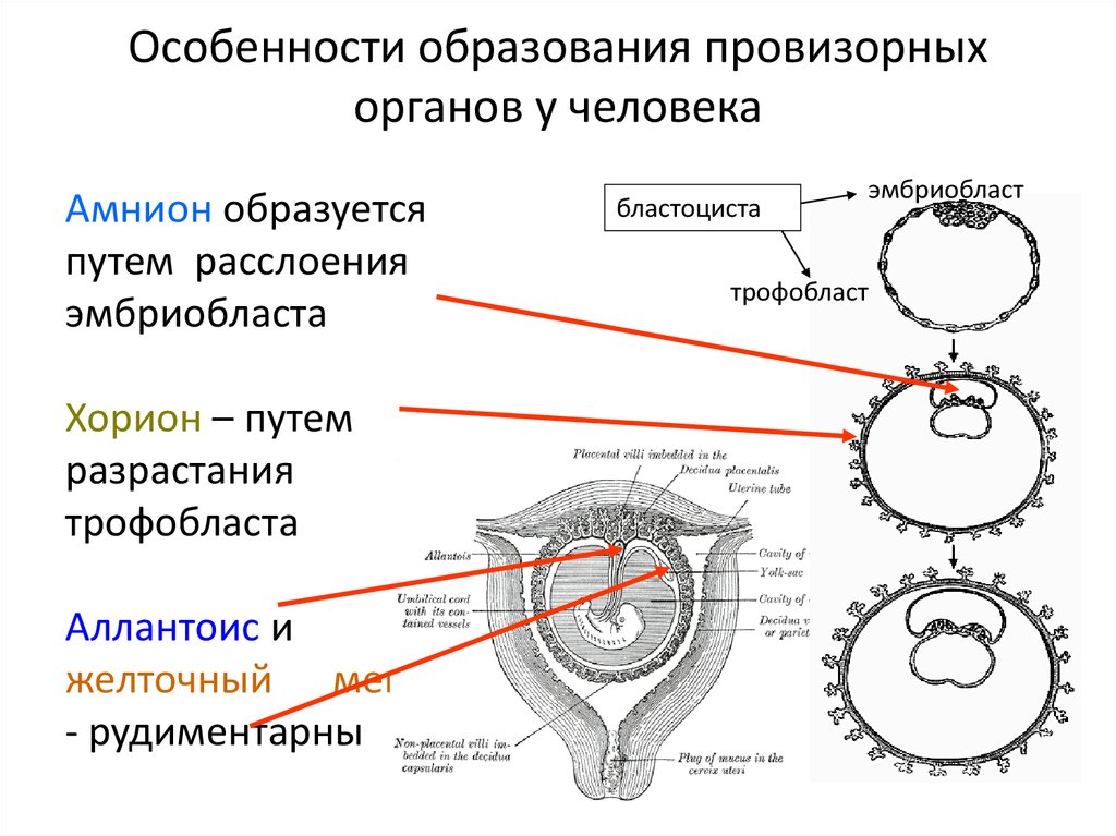 Эмбриональное развитие строение. Функции хориона и аллантоиса. Провизорные органы зародыша таблица. Амнион и хорион человека. Хорион амнион желточный мешок.