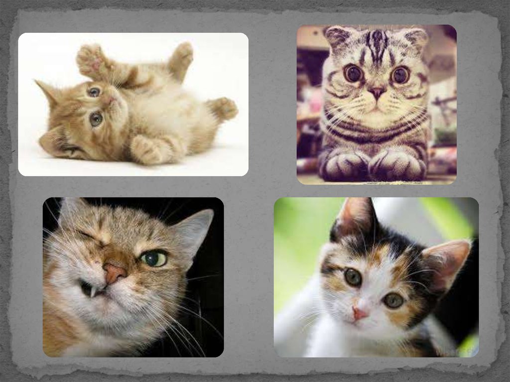 3 кота интернет. Фотоальбом с котиками. Котики для презентации. Колаж милого кота🐱. Фотоальбом котики и олоака.
