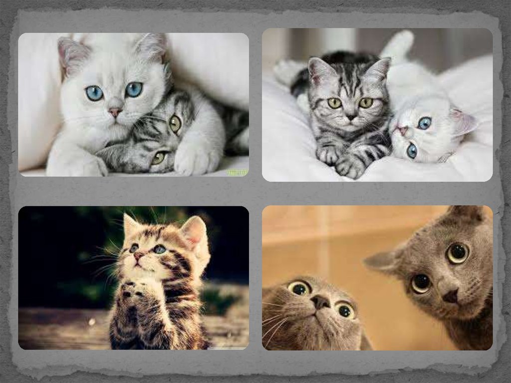 3 кота интернет. Фотоальбом коты. Фотоальбом для кота. Калаш из двух вото кошек. Колаж милого кота🐱.