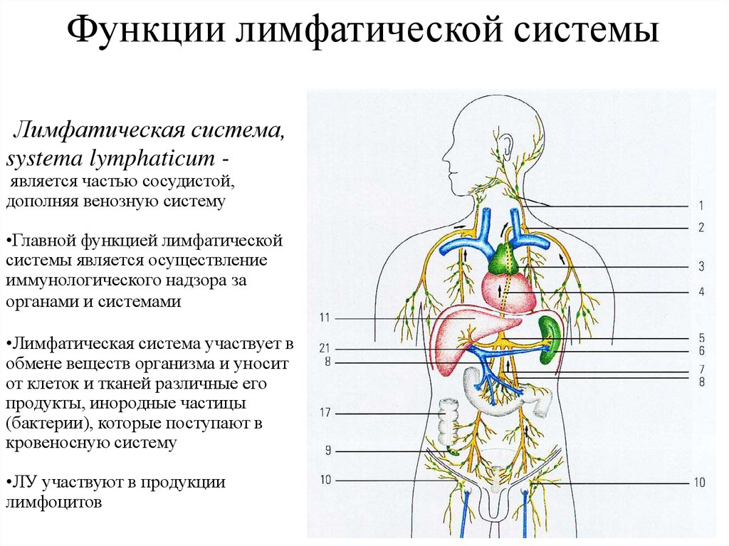 Лимфа включает. Функции лимфатической системы человека схема. Строение и функции лимфатической системы. Лимфатическая система схема таблица. Общее строение лимфатической системы анатомия.