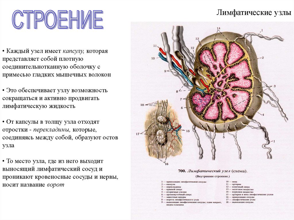Лимфоузлы особенности. Строение лимфоузла анатомия. Схема строения лимфатического узла. Функции лимфатических узлов анатомия. Строение лимфатического узла анатомия.