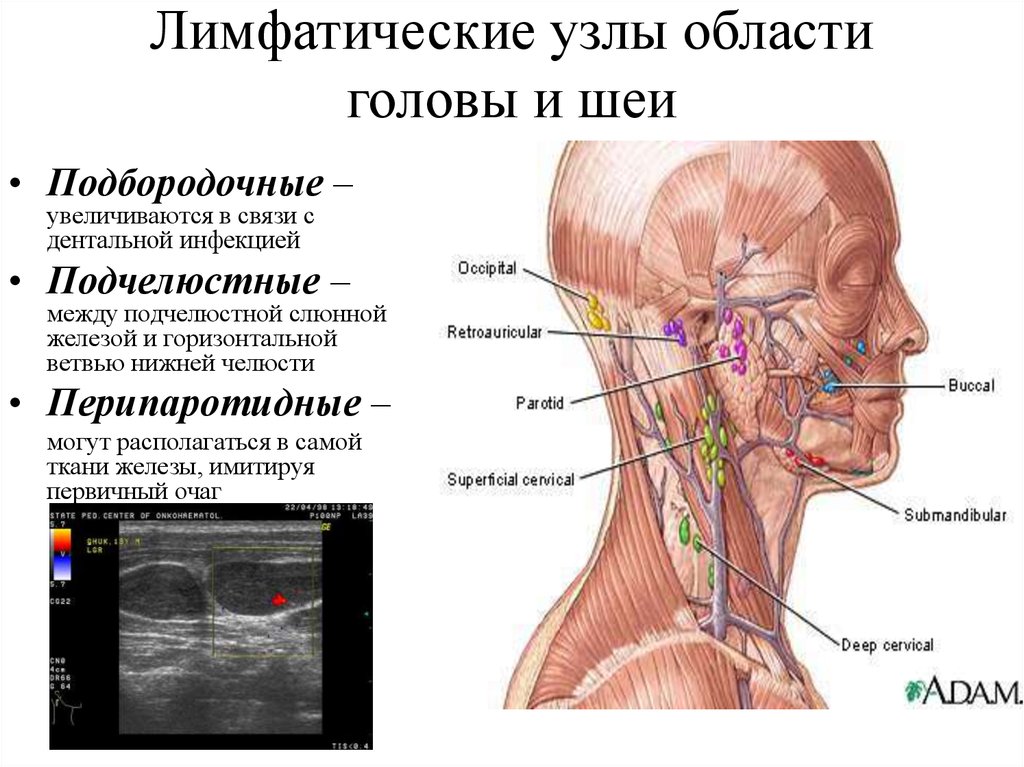 Узлы на затылке. Околоушные лимфатические узлы схема. Лимфатическая система шеи топографическая анатомия. Анатомия шейных лимфоузлы расположение. Строение лица человека лимфоузлы.