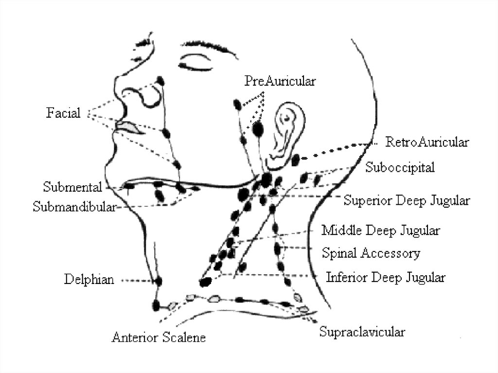 На шее лимфоузлы где расположены у человека. Носовые лимфоузлы расположение. Лицевые лимфатические узлы расположение. Шейные лимфоузлы топография. Схема лимфоузлов на лице.