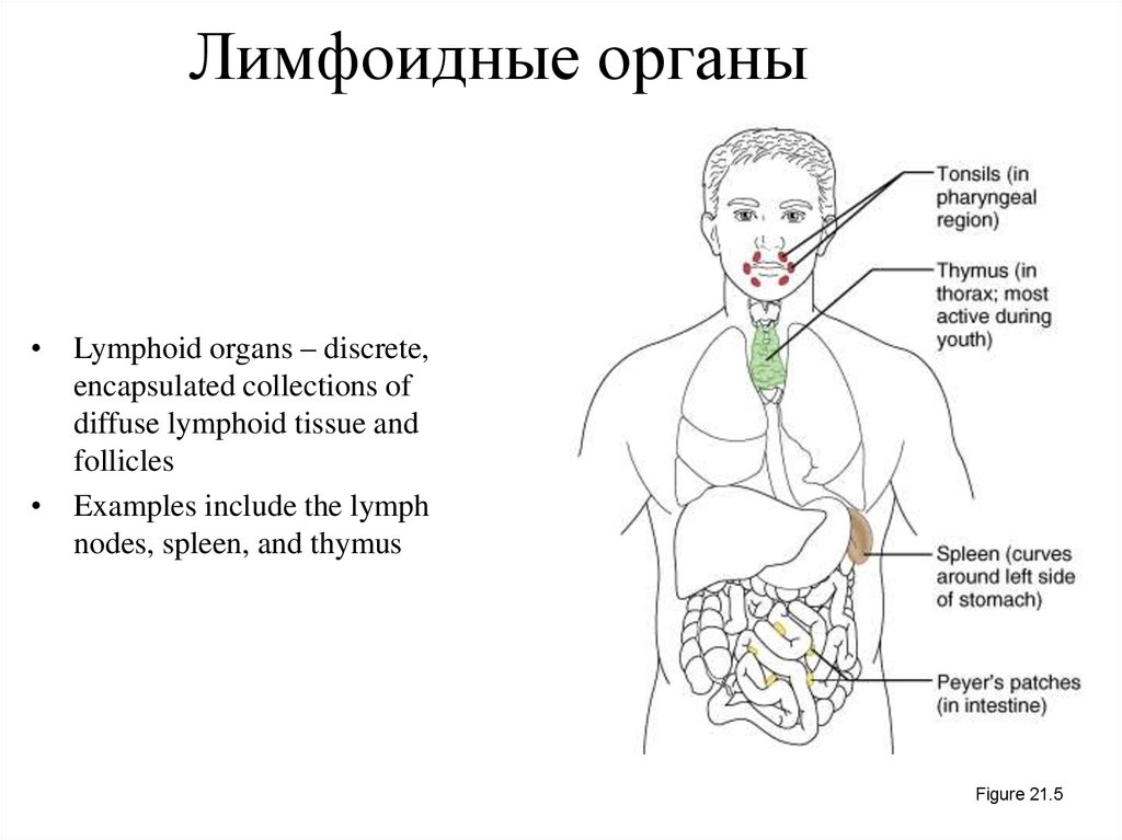 Органы лимфатической системы