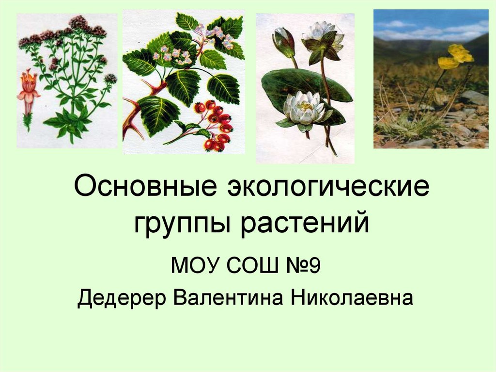 Экологические группы растений презентация 7 класс