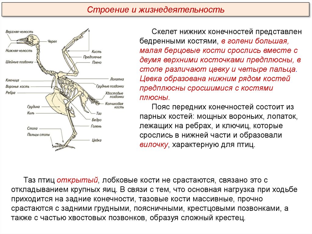 Скелет конечностей у птиц состоит из. Скелет птицы пояс передних конечностей. Скелет птицы пояс задних конечностей. Функции пояса передних конечностей у птиц. Пояс нижней конечности у птиц.