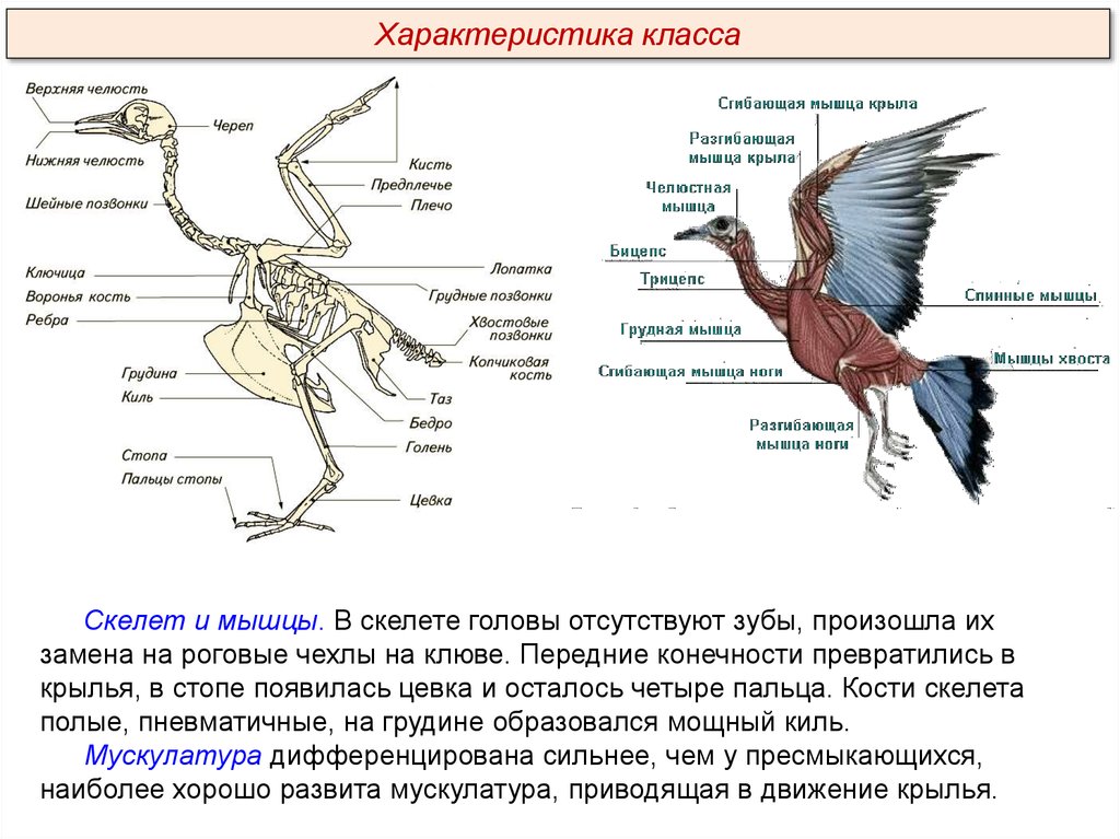 Отличие дыхательной системы птиц от пресмыкающихся. Киль у птиц и пресмыкающихся. Скелет птицы. Строение скелета птицы. Класс птицы Aves.