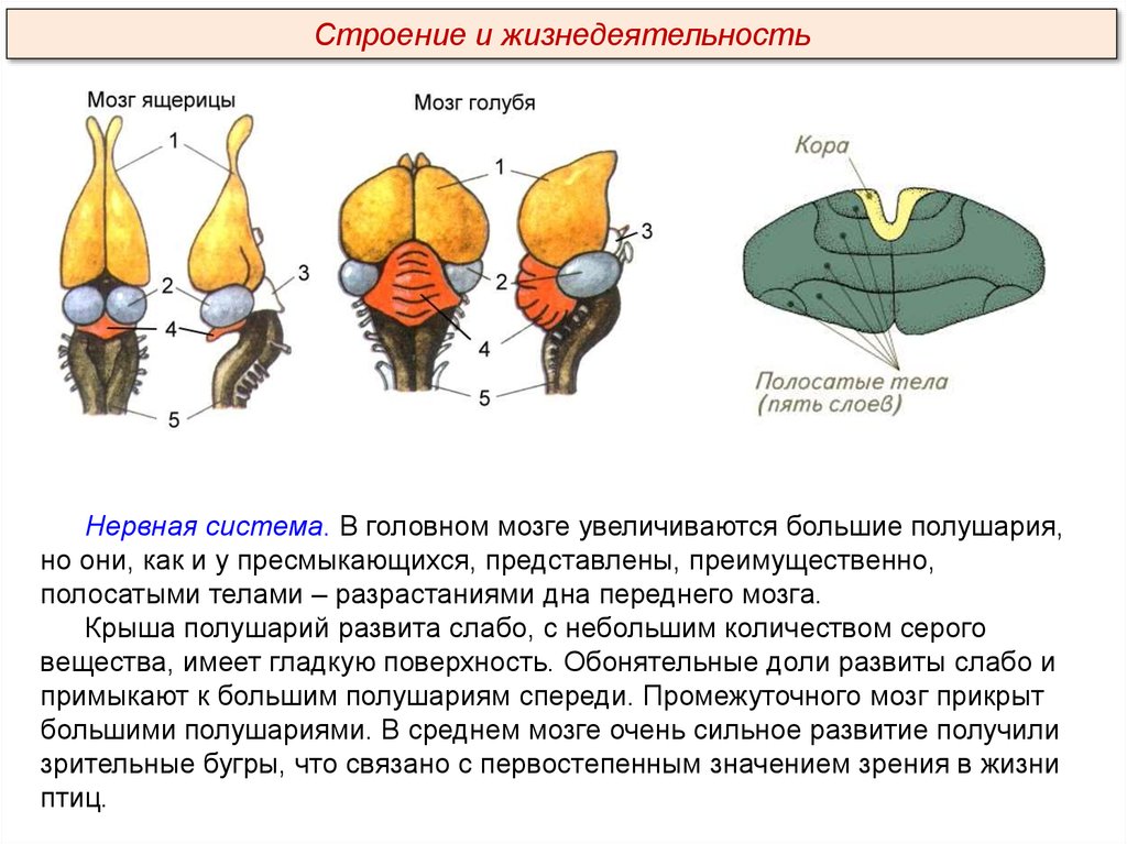 Мозг голубя. Нервная система система птиц. Головной мозг птиц строение и функции. Головной мозг птицы схема. Строение головного мозга рептилий.