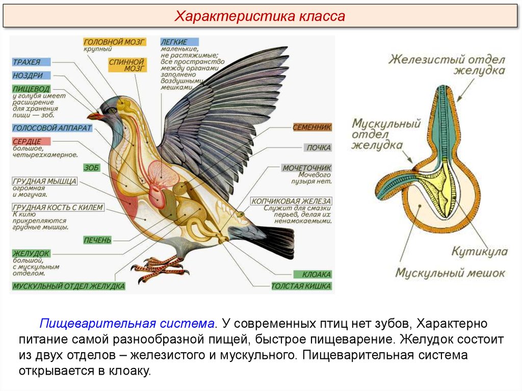 Мускульный отдел желудка образовался у птиц