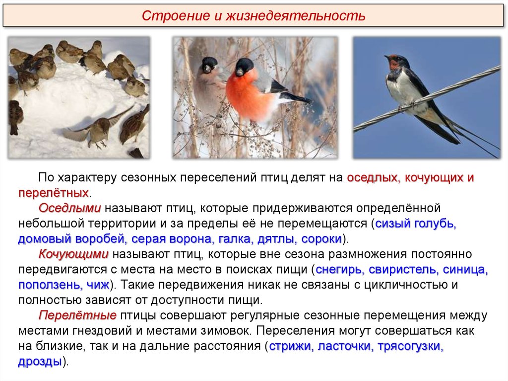 Тест класс птицы вариант 2. Процессы жизнедеятельности птиц.