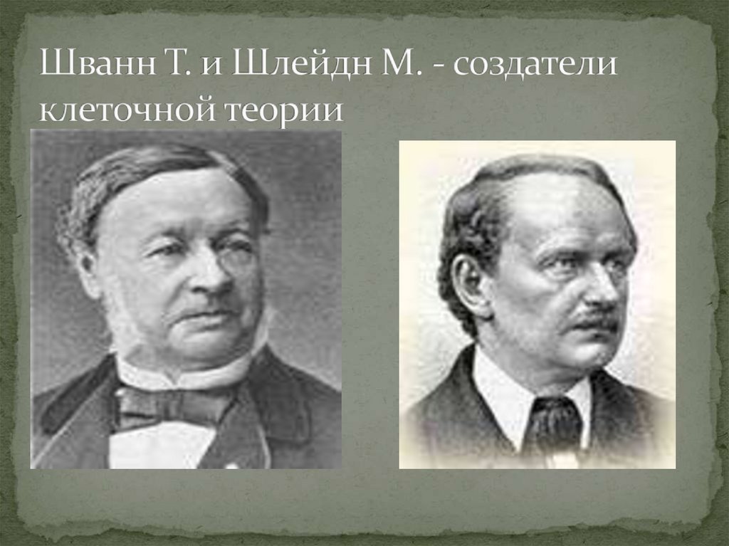 Роберт Шванн. Создатели клеточной теории. Ученые создатели клеточной теории. Создатели клеточной теории т Шванн.