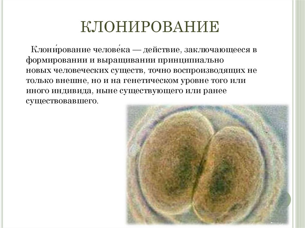 Репродуктивное клонирование