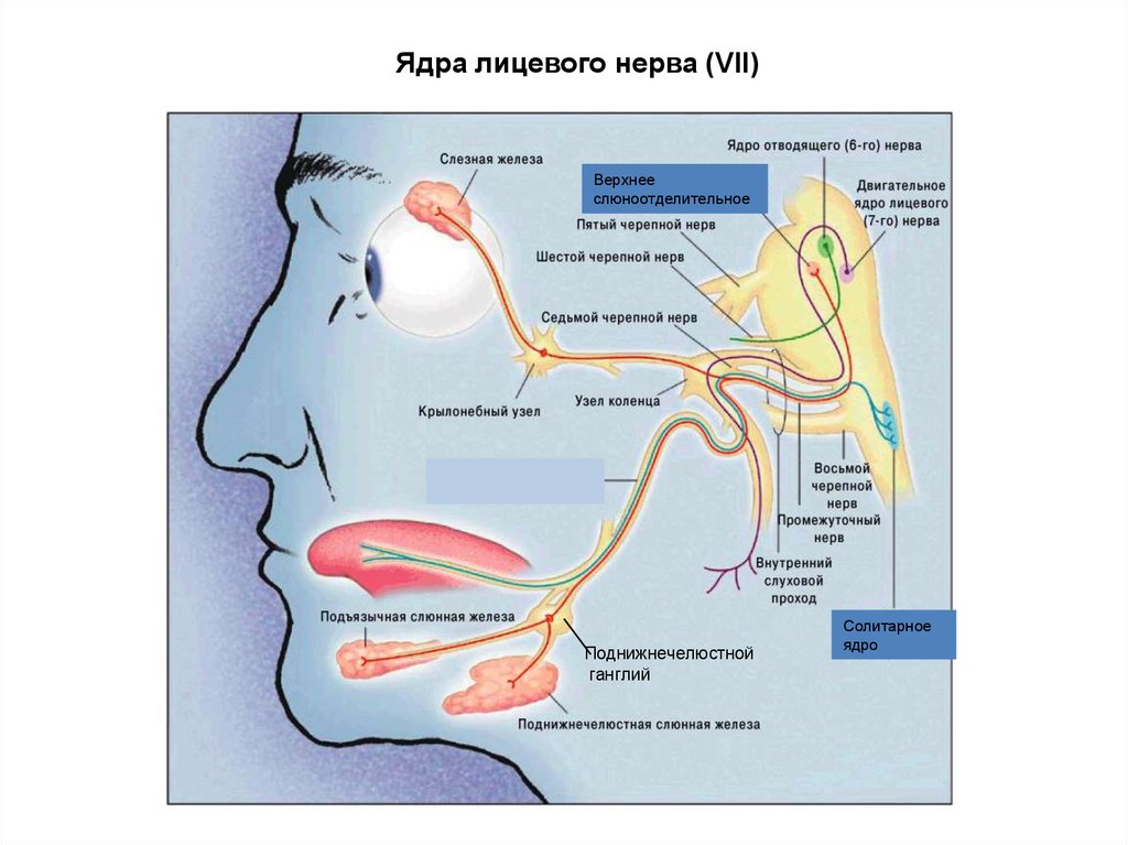 Лицевой нерв является. Верхнее слюноотделительное ядро функции. Верхнее слюноотделительное ядро иннервирует. Верхнее и нижнее слюноотделительные ядра иннервируют. Верхнее слюноотделительное ядро лицевого нерва.