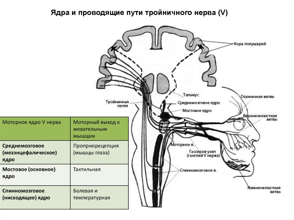 Нервные продолговатого мозга