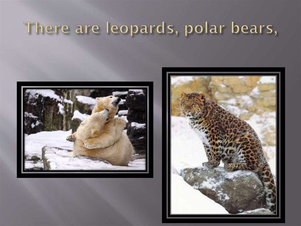 There are leopards, polar bears,