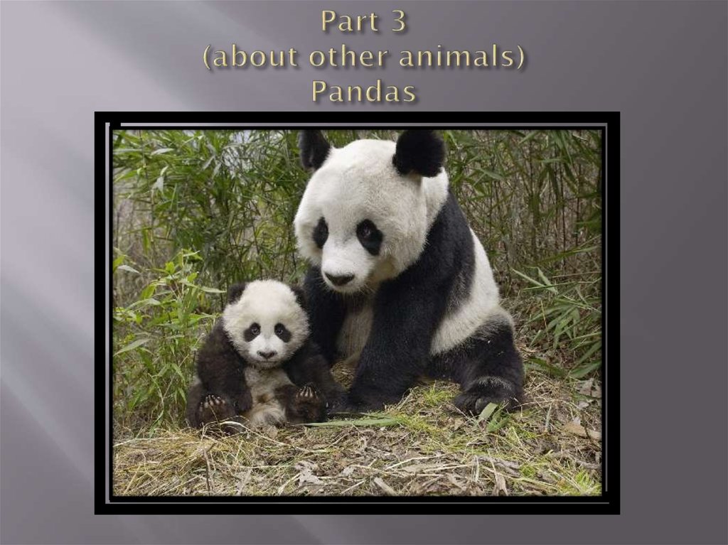 Part 3 (about other animals) Pandas