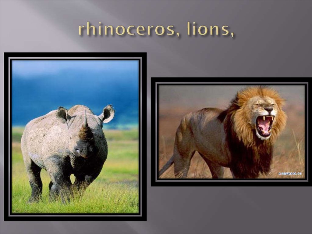 rhinoceros, lions,