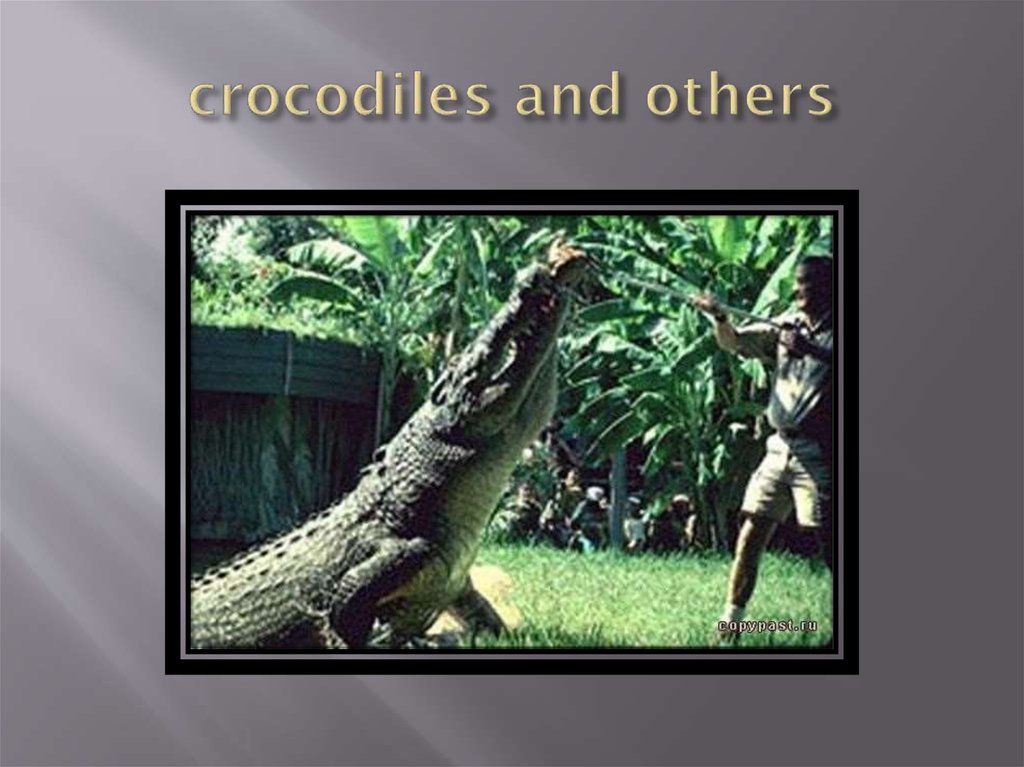 crocodiles and others