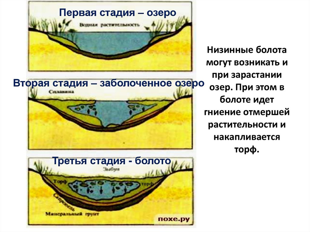 Состав болота. Схема образования низинного болота. Схема зарастания озера. Стадии зарастания болота. Стадии формирования низинного болота.