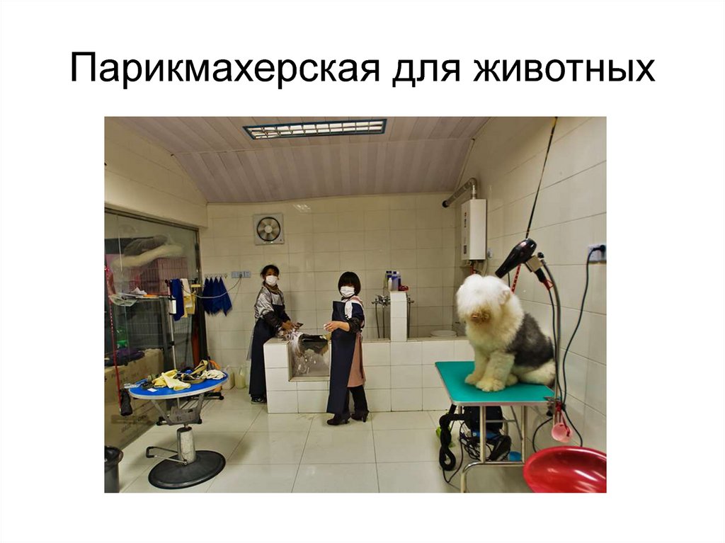Парикмахерская для животных